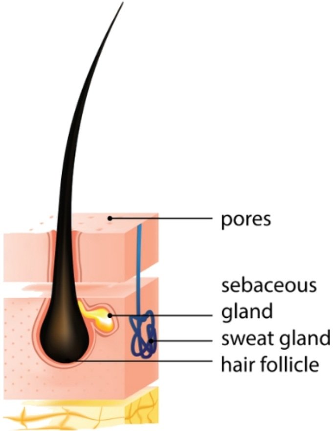 Hair & Scalp Tonic