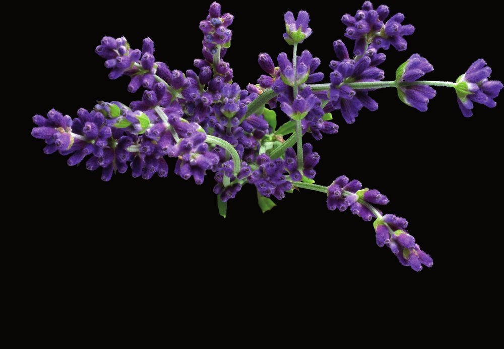Lavender Oil