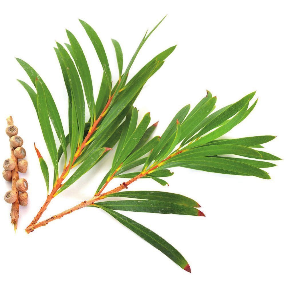 Tea Tree Oil